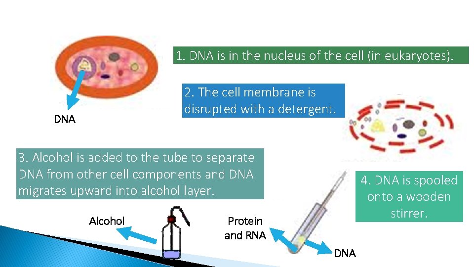 1. DNA is in the nucleus of the cell (in eukaryotes). 2. The cell