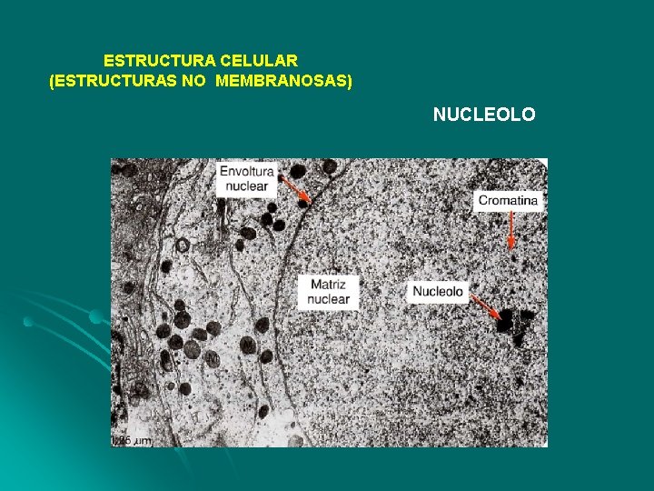 ESTRUCTURA CELULAR (ESTRUCTURAS NO MEMBRANOSAS) NUCLEOLO 