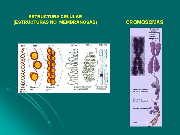 ESTRUCTURA CELULAR (ESTRUCTURAS NO MEMBRANOSAS) CROMOSOMAS 