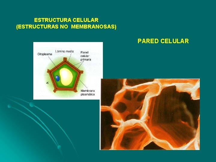 ESTRUCTURA CELULAR (ESTRUCTURAS NO MEMBRANOSAS) PARED CELULAR 