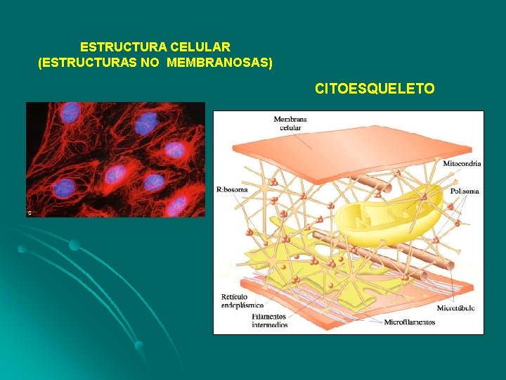 ESTRUCTURA CELULAR (ESTRUCTURAS NO MEMBRANOSAS) CITOESQUELETO 