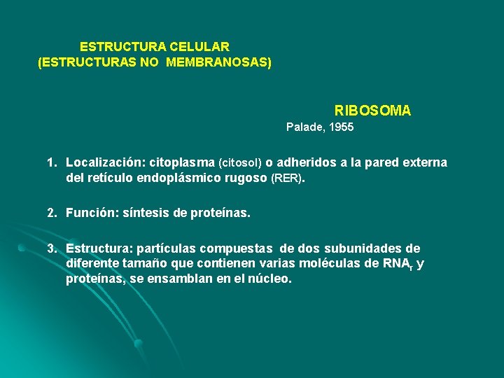 ESTRUCTURA CELULAR (ESTRUCTURAS NO MEMBRANOSAS) RIBOSOMA Palade, 1955 1. Localización: citoplasma (citosol) o adheridos