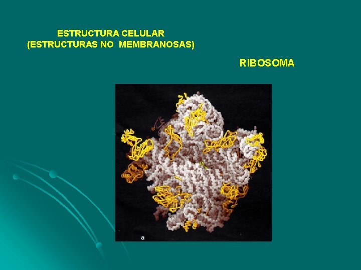 ESTRUCTURA CELULAR (ESTRUCTURAS NO MEMBRANOSAS) RIBOSOMA 