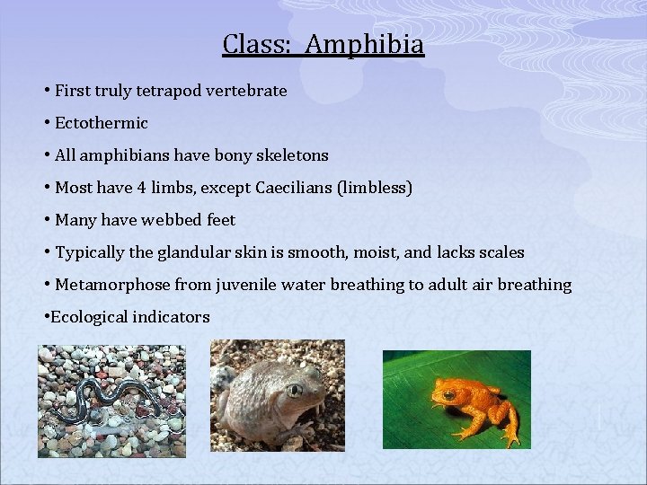 Class: Amphibia • First truly tetrapod vertebrate • Ectothermic • All amphibians have bony
