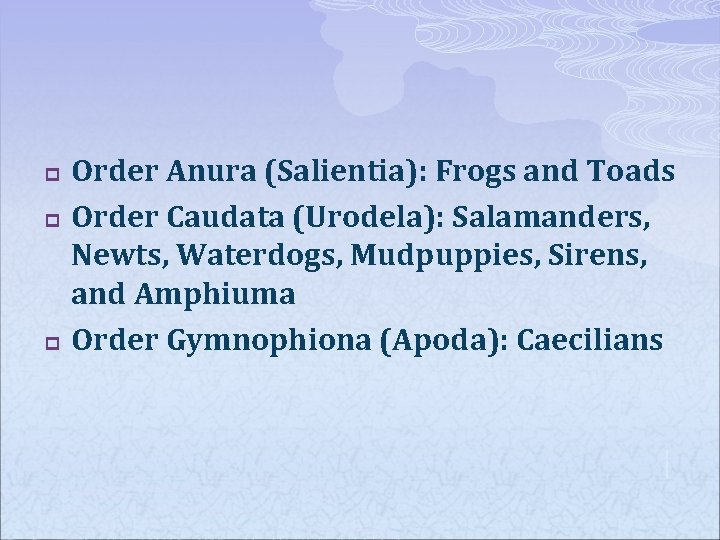 p p p Order Anura (Salientia): Frogs and Toads Order Caudata (Urodela): Salamanders, Newts,