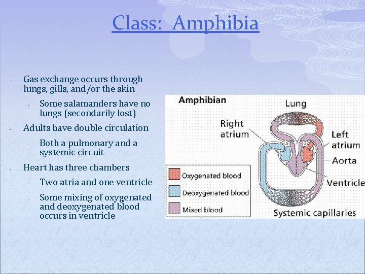 Class: Amphibia - Gas exchange occurs through lungs, gills, and/or the skin - -
