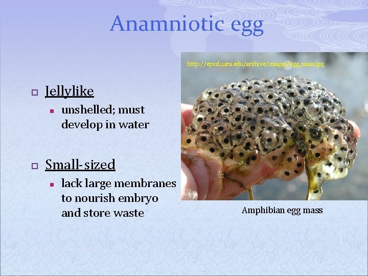 Anamniotic egg http: //epod. usra. edu/archive/images/egg_mass. jpg p Jellylike n p unshelled; must develop