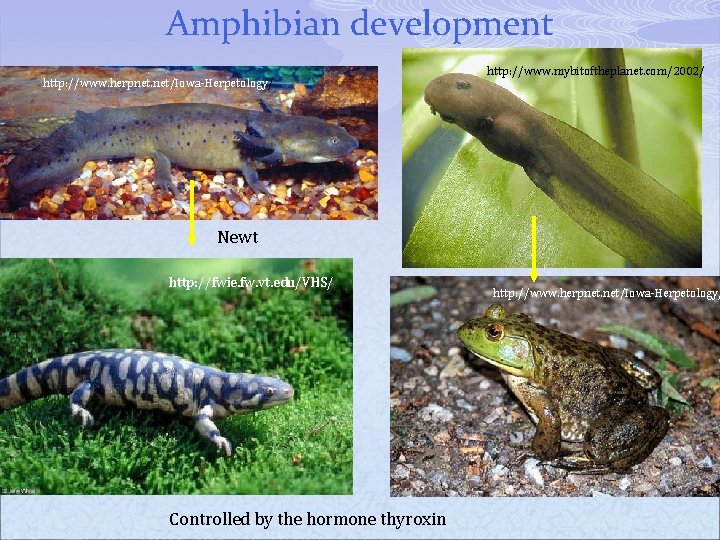 Amphibian development http: //www. herpnet. net/Iowa-Herpetology/ http: //www. mybitoftheplanet. com/2002/ Newt http: //fwie. fw.
