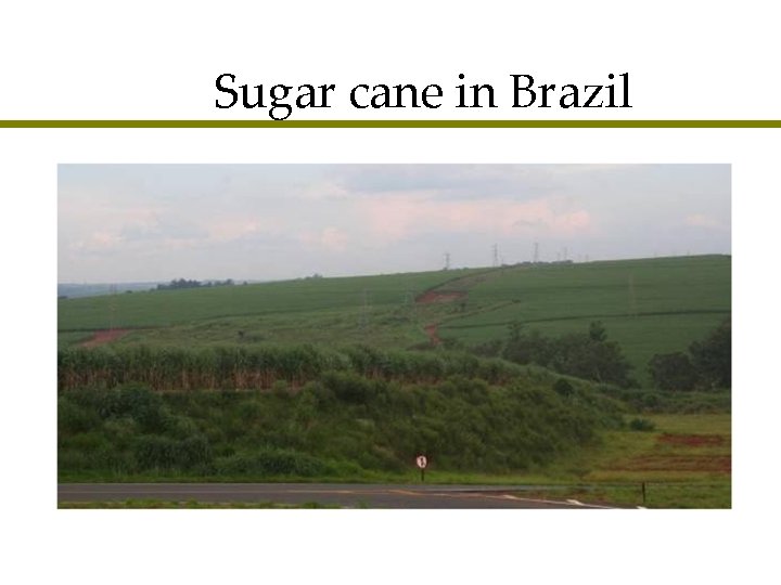 Sugar cane in Brazil 