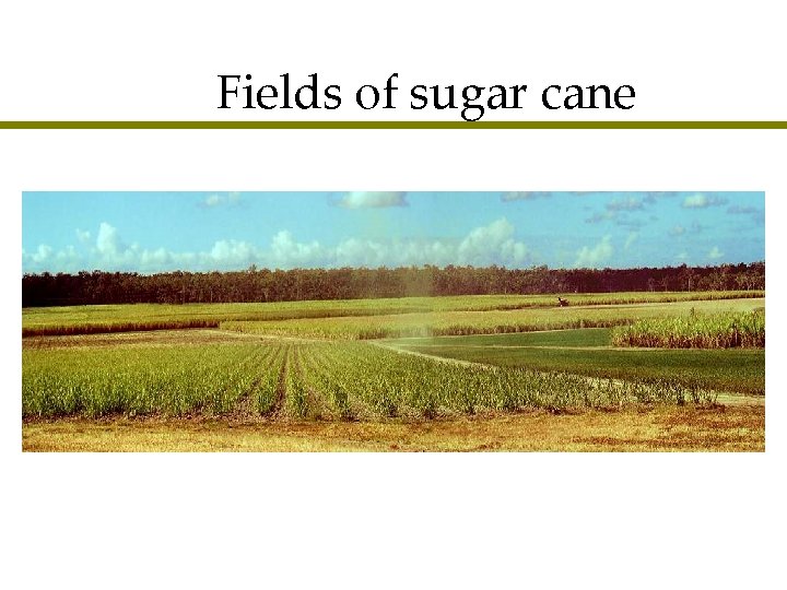 Fields of sugar cane 