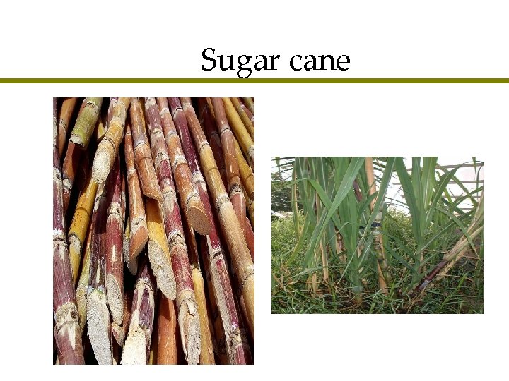 Sugar cane 