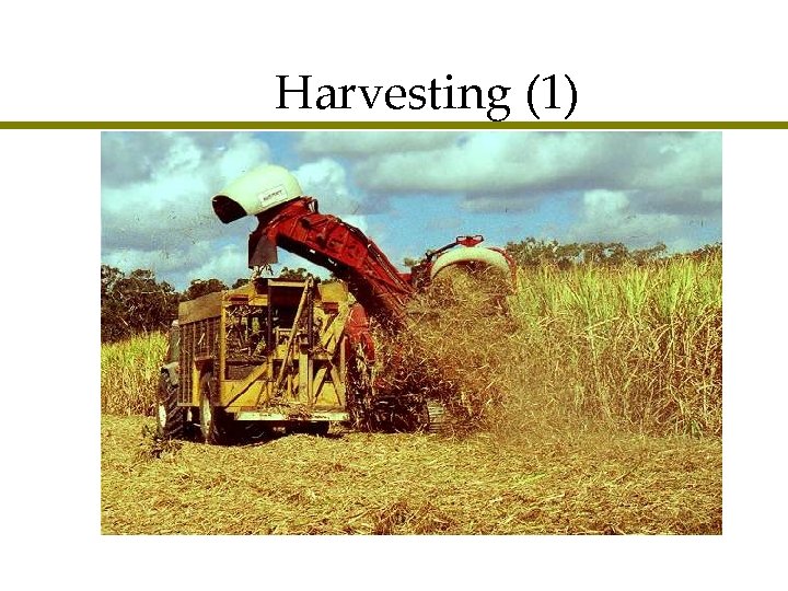 Harvesting (1) 