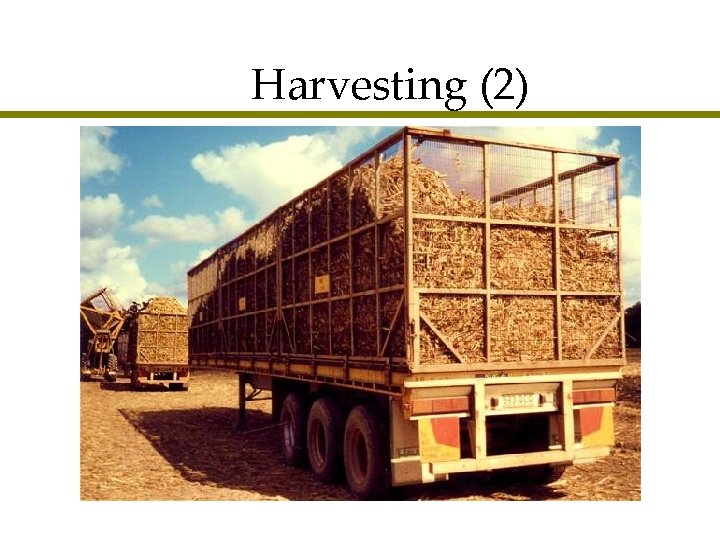 Harvesting (2) 