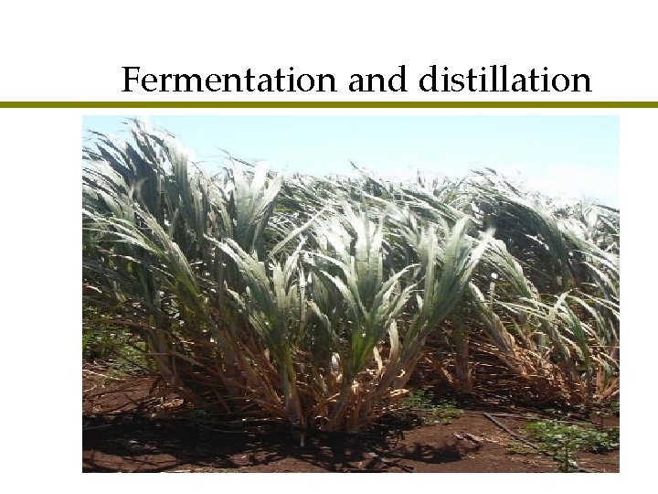 Fermentation and distillation 