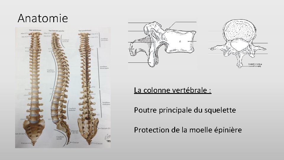 Anatomie La colonne vertébrale : Poutre principale du squelette Protection de la moelle épinière