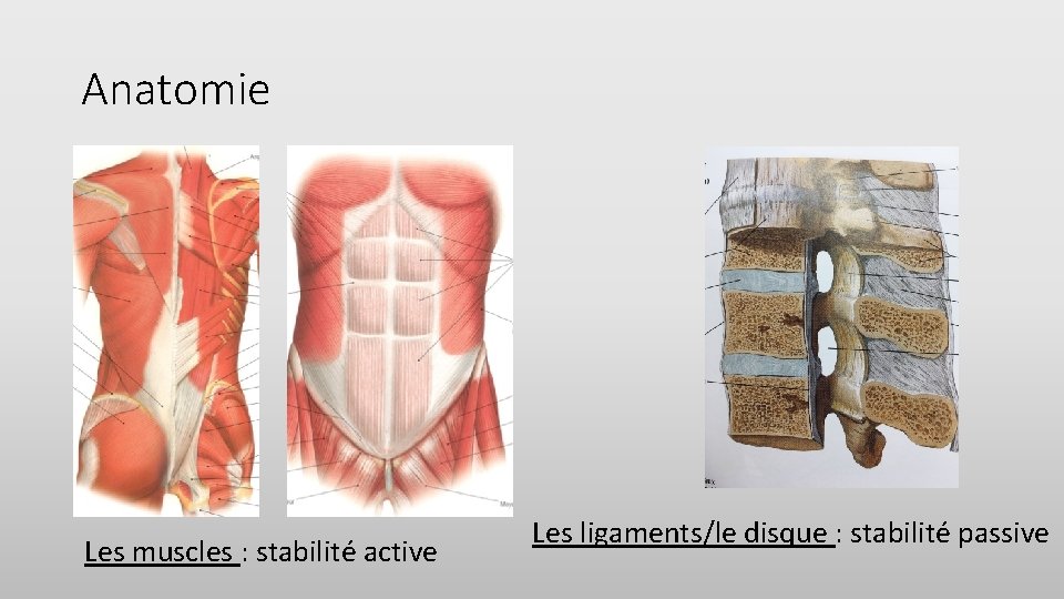 Anatomie Les muscles : stabilité active Les ligaments/le disque : stabilité passive 