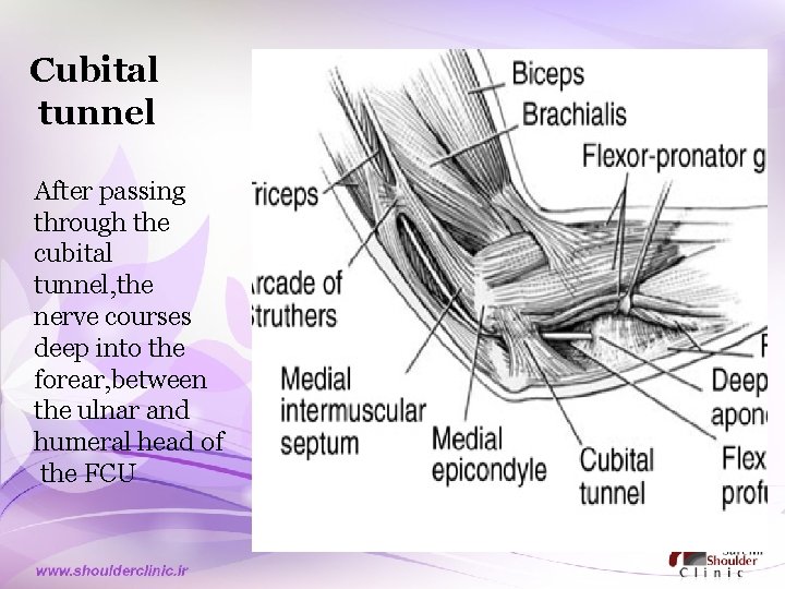 Cubital tunnel After passing through the cubital tunnel, the nerve courses deep into the