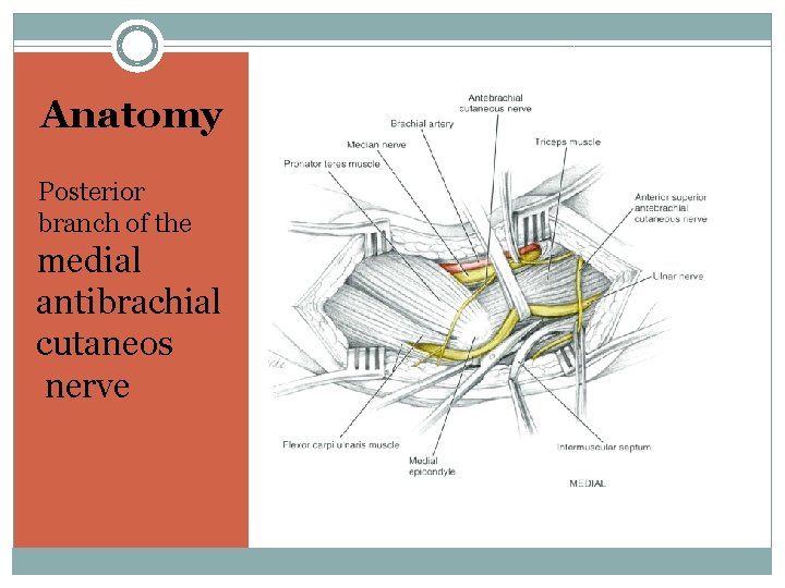 Anatomy Posterior branch of the medial antibrachial cutaneos nerve 