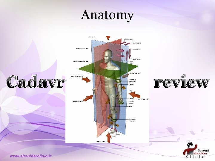 Anatomy Cadavr anatomy review 