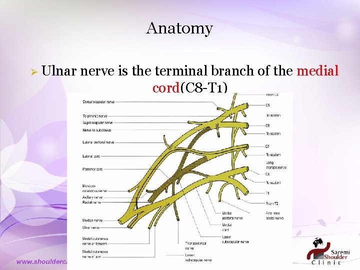 Anatomy Ø Ulnar nerve is the terminal branch of the medial cord(C 8 -T