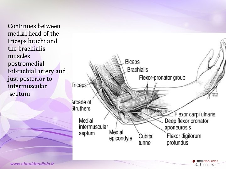 Continues between medial head of the triceps brachi and the brachialis muscles postromedial tobrachial