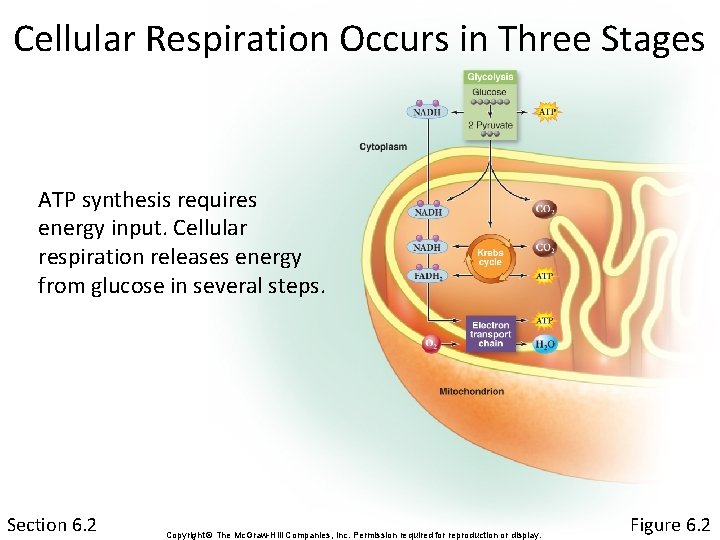 Cellular Respiration Occurs in Three Stages ATP synthesis requires energy input. Cellular respiration releases