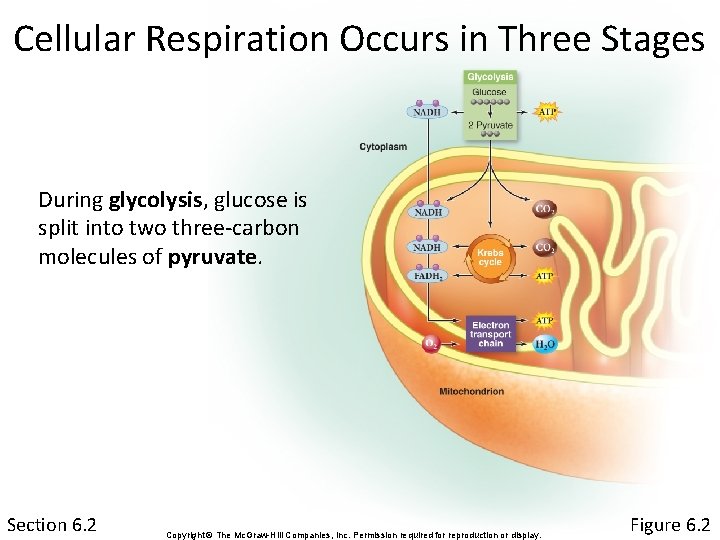 Cellular Respiration Occurs in Three Stages During glycolysis, glucose is split into two three-carbon