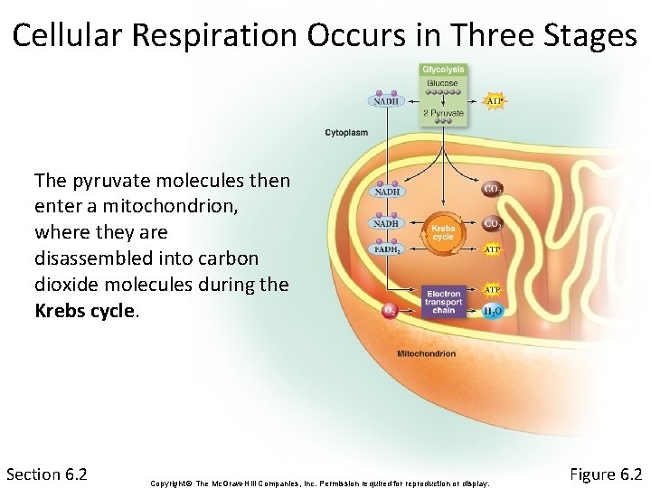 Cellular Respiration Occurs in Three Stages The pyruvate molecules then enter a mitochondrion, where