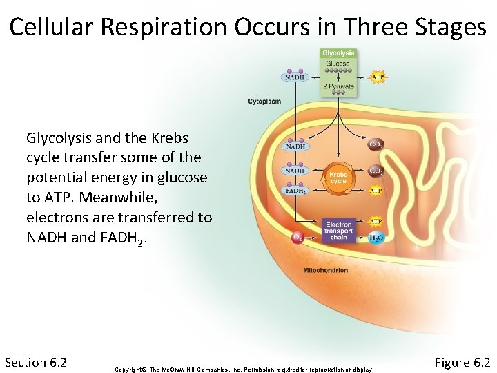 Cellular Respiration Occurs in Three Stages Glycolysis and the Krebs cycle transfer some of