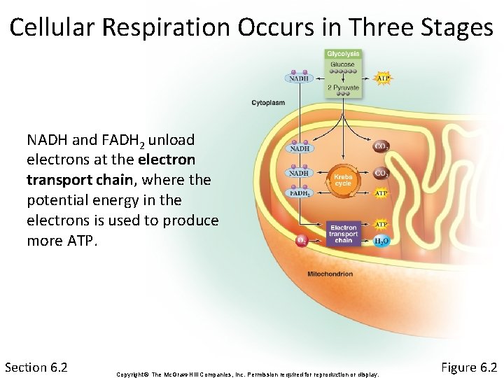 Cellular Respiration Occurs in Three Stages NADH and FADH 2 unload electrons at the