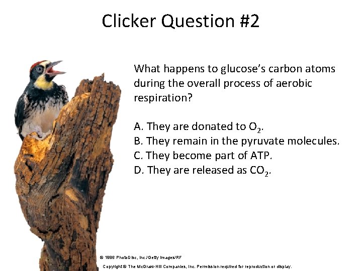 Clicker Question #2 What happens to glucose’s carbon atoms during the overall process of