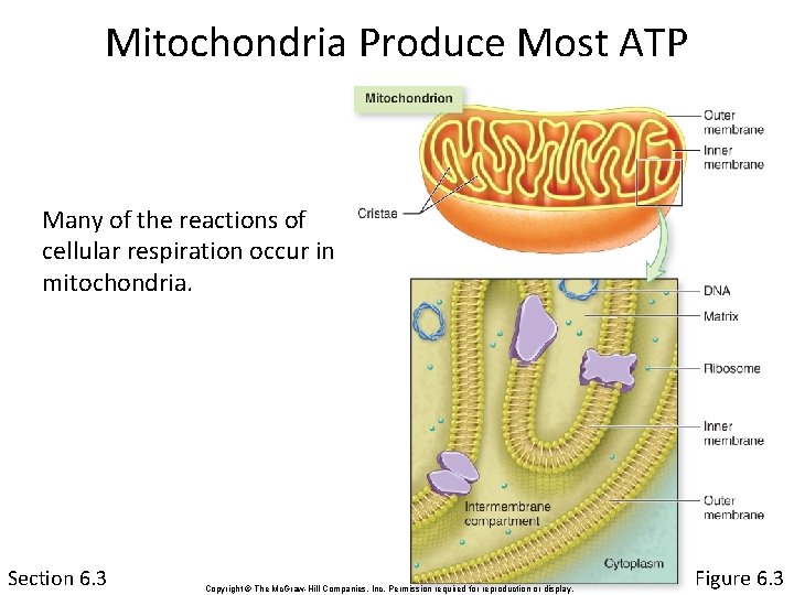 Mitochondria Produce Most ATP Many of the reactions of cellular respiration occur in mitochondria.