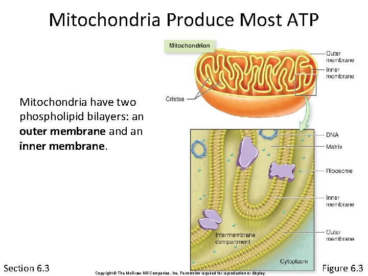 Mitochondria Produce Most ATP Mitochondria have two phospholipid bilayers: an outer membrane and an