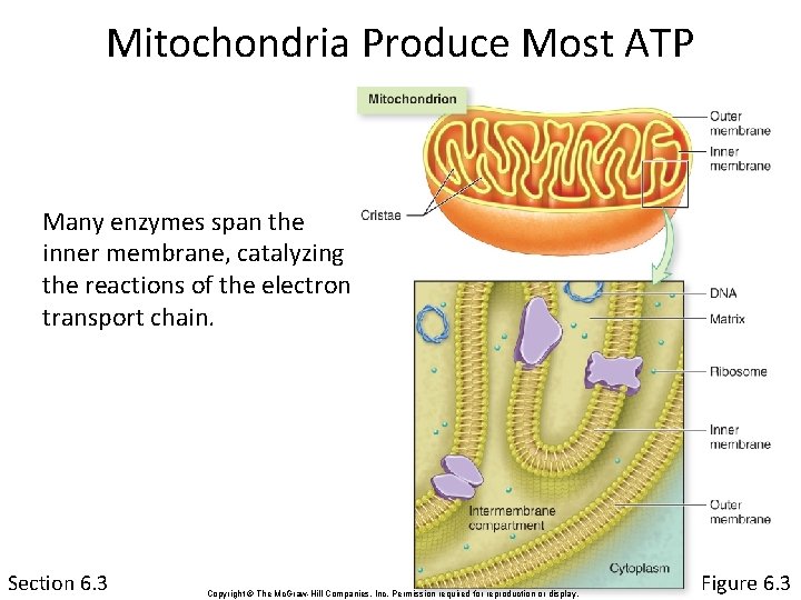 Mitochondria Produce Most ATP Many enzymes span the inner membrane, catalyzing the reactions of