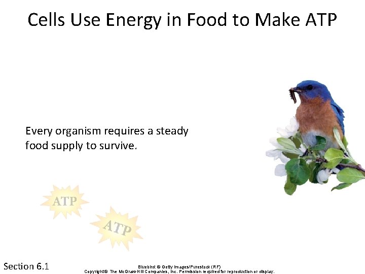 Cells Use Energy in Food to Make ATP Every organism requires a steady food