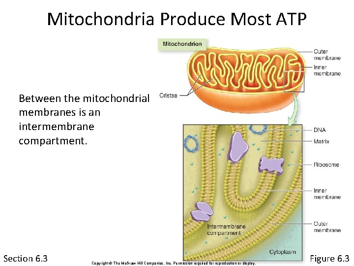 Mitochondria Produce Most ATP Between the mitochondrial membranes is an intermembrane compartment. Section 6.