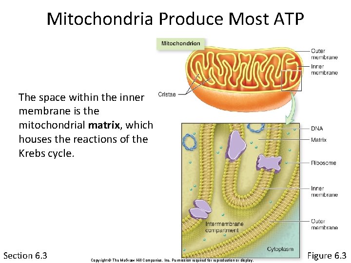 Mitochondria Produce Most ATP The space within the inner membrane is the mitochondrial matrix,