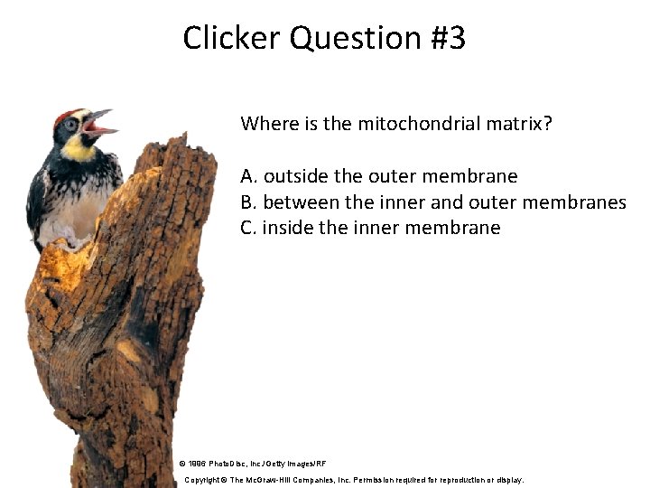 Clicker Question #3 Where is the mitochondrial matrix? A. outside the outer membrane B.
