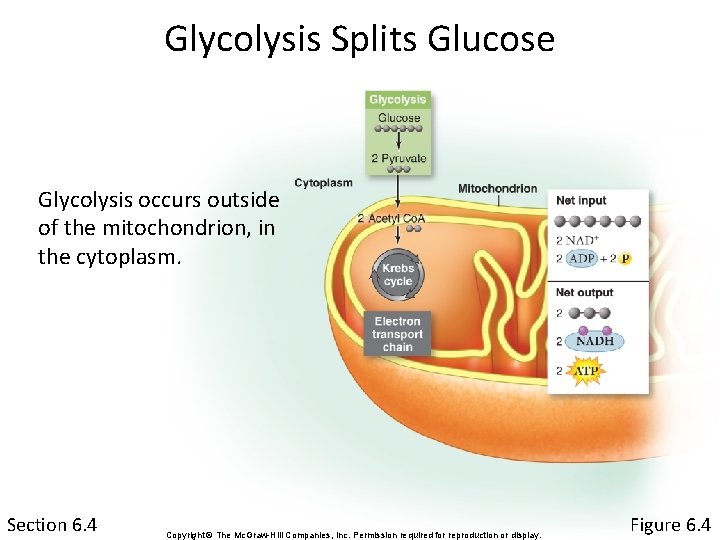 Glycolysis Splits Glucose Glycolysis occurs outside of the mitochondrion, in the cytoplasm. Section 6.