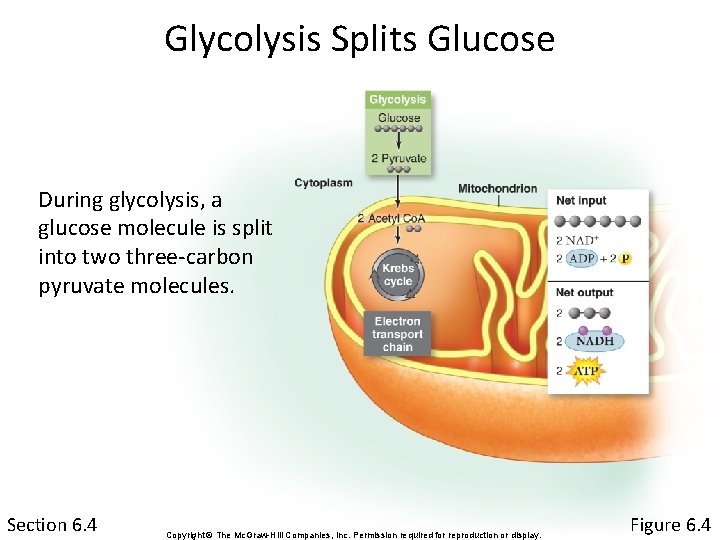 Glycolysis Splits Glucose During glycolysis, a glucose molecule is split into two three-carbon pyruvate