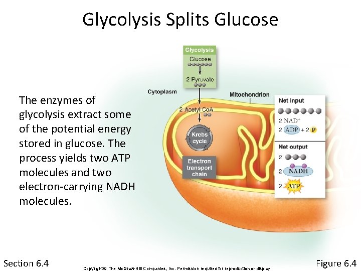 Glycolysis Splits Glucose The enzymes of glycolysis extract some of the potential energy stored