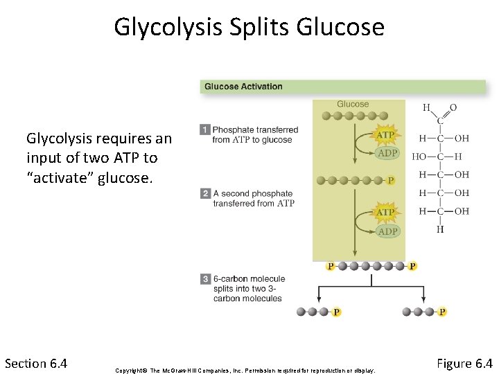 Glycolysis Splits Glucose Glycolysis requires an input of two ATP to “activate” glucose. Section