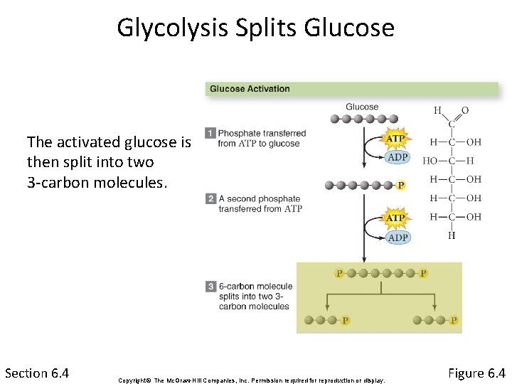 Glycolysis Splits Glucose The activated glucose is then split into two 3 -carbon molecules.