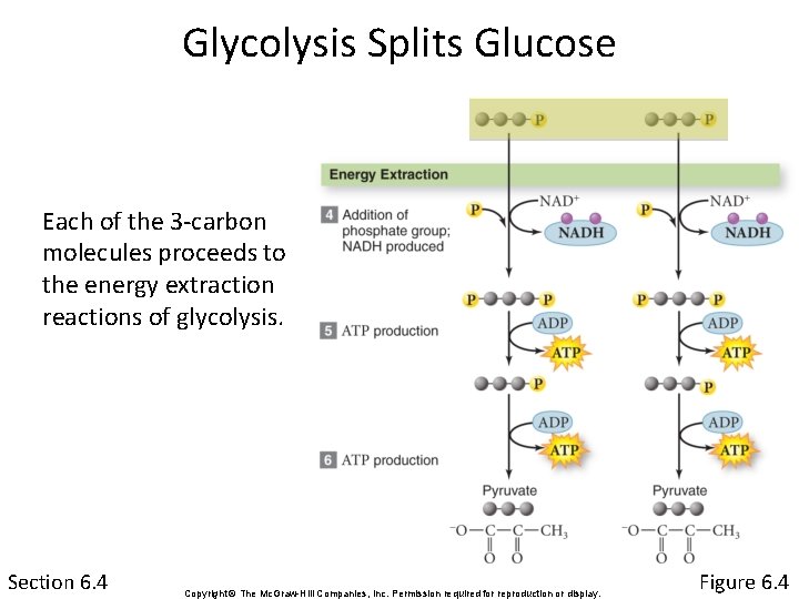 Glycolysis Splits Glucose Each of the 3 -carbon molecules proceeds to the energy extraction