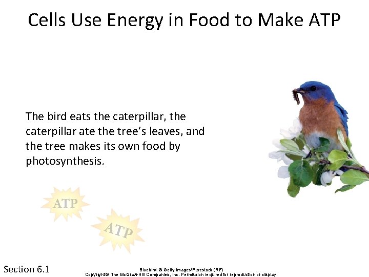 Cells Use Energy in Food to Make ATP The bird eats the caterpillar, the