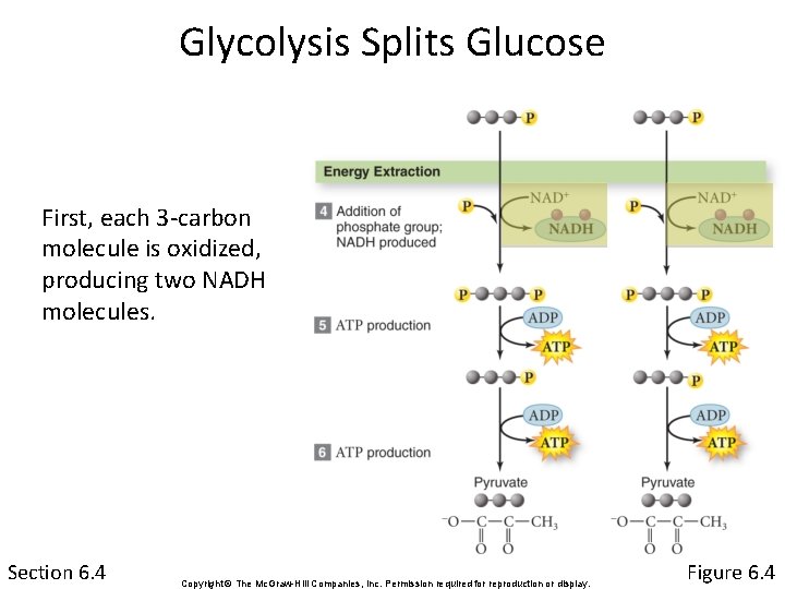 Glycolysis Splits Glucose First, each 3 -carbon molecule is oxidized, producing two NADH molecules.