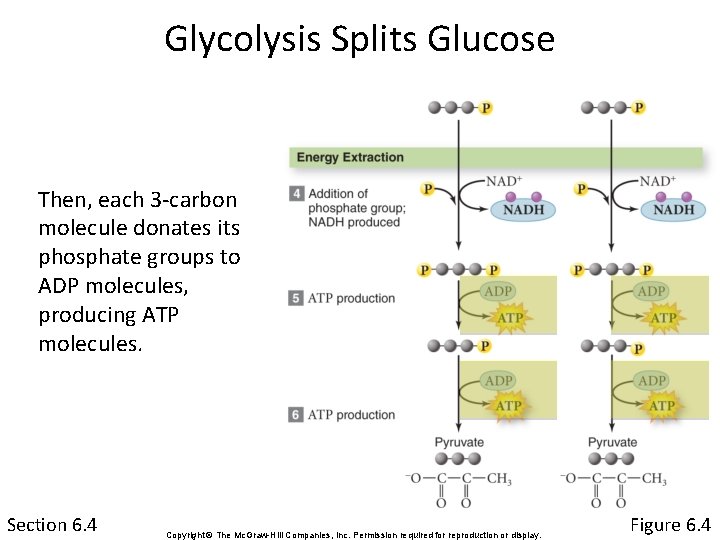 Glycolysis Splits Glucose Then, each 3 -carbon molecule donates its phosphate groups to ADP