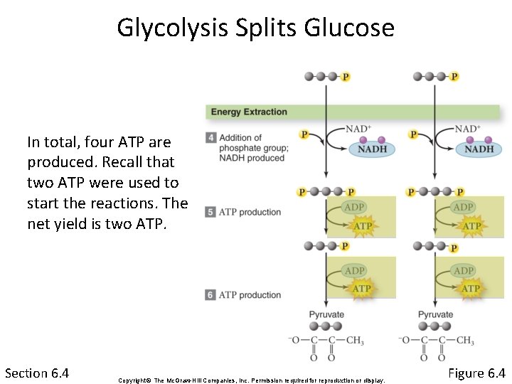 Glycolysis Splits Glucose In total, four ATP are produced. Recall that two ATP were