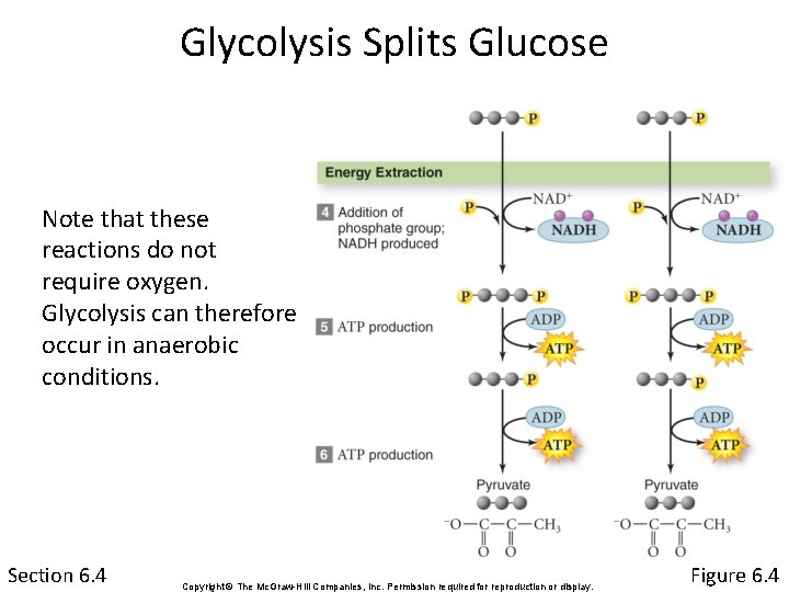 Glycolysis Splits Glucose Note that these reactions do not require oxygen. Glycolysis can therefore