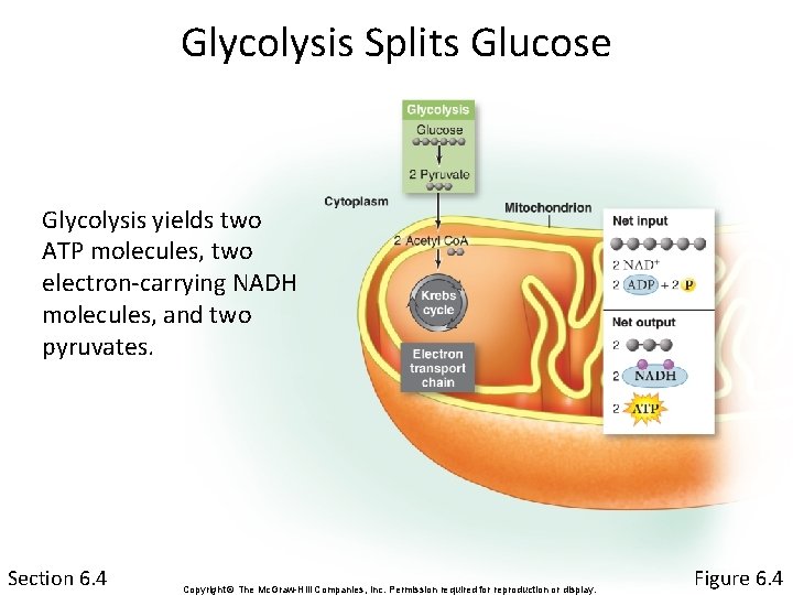 Glycolysis Splits Glucose Glycolysis yields two ATP molecules, two electron-carrying NADH molecules, and two